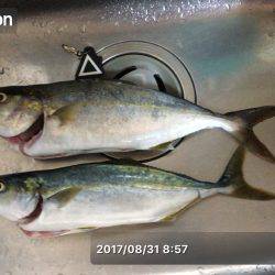 カンパチ食べたい