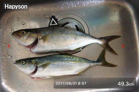 カンパチ食べたい