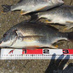 キビレばっかり！