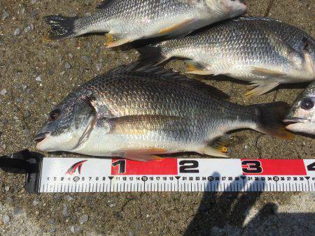 キビレばっかり！