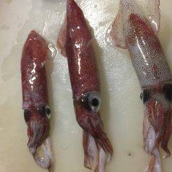 今年初のケンサキイカ