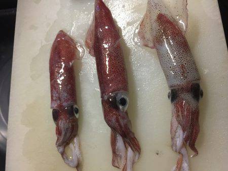 今年初のケンサキイカ