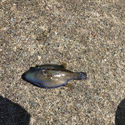 三たび目井津港で豆アジ