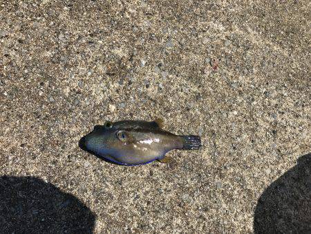 三たび目井津港で豆アジ