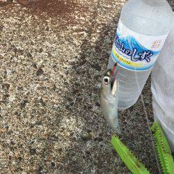 アジ、サバ、イワシ