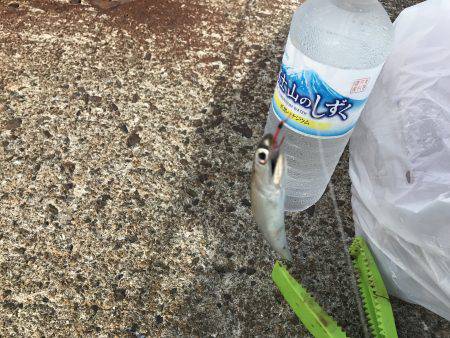 アジ、サバ、イワシ