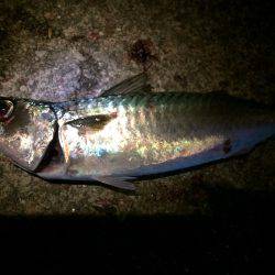 ケンサキ狙いのはずが…