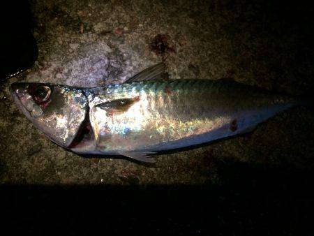 ケンサキ狙いのはずが…