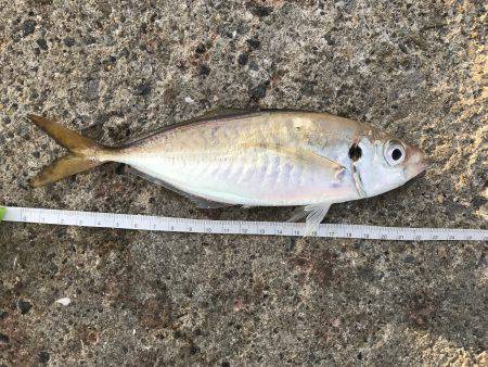 アジ102匹 サバ3匹