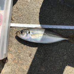 アジ51匹、サバ5匹、イワシ1匹