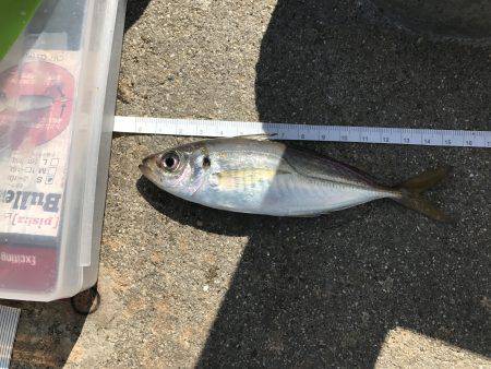 アジ51匹、サバ5匹、イワシ1匹