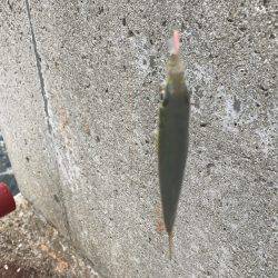 甲子園と釣りのハシゴ