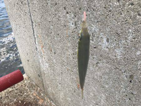 甲子園と釣りのハシゴ