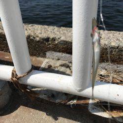 アジ22匹、サバ3匹、イワシ1匹、サヨリ1匹