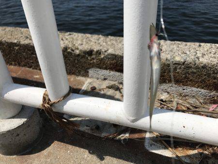 アジ22匹、サバ3匹、イワシ1匹、サヨリ1匹