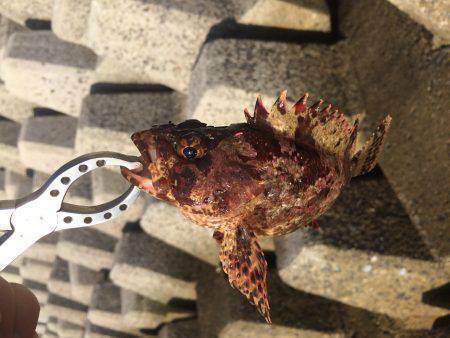 ベイト入ってます。