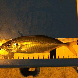 久しぶりのアジング