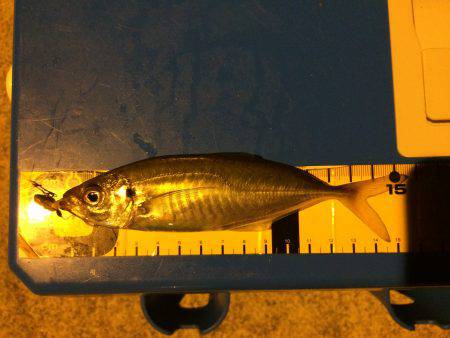 久しぶりのアジング