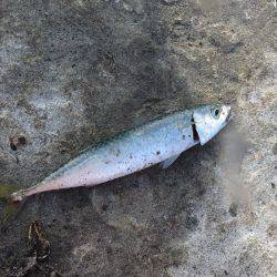 恐るべし自衛隊堤防