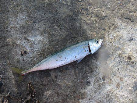 恐るべし自衛隊堤防