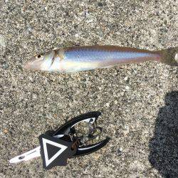 やってみるもんだね