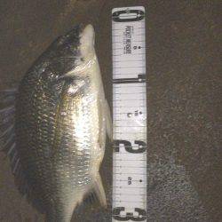 ナイトシーバス