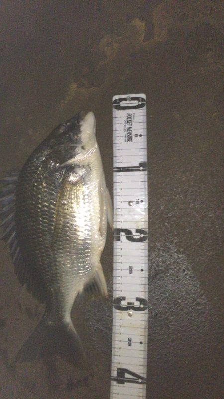 ナイトシーバス