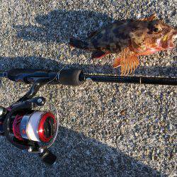 ライトワインド釣行