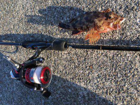 ライトワインド釣行