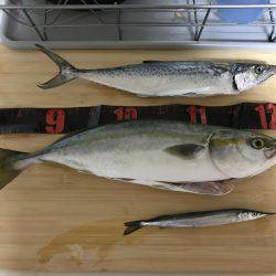 ポーアイ沖でぎりハマチ