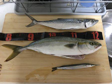 ポーアイ沖でぎりハマチ