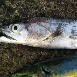 阿南市の辰巳でタチウオとツバスとシオ