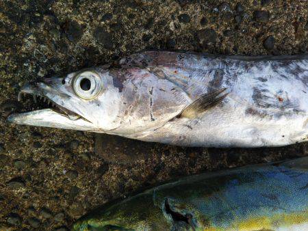 阿南市の辰巳でタチウオとツバスとシオ