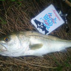 兵庫県円山川シーバス❗❗❗❗❗❗❗❗❗