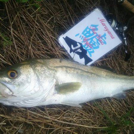 兵庫県円山川シーバス❗❗❗❗❗❗❗❗❗