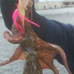 タコエギでタコ