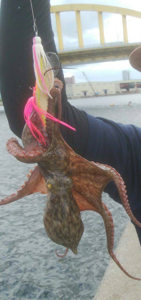 タコエギでタコ