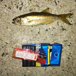 念願の初ヌーチー