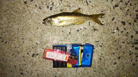 念願の初ヌーチー