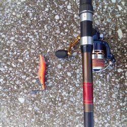 またタコが、またまた釣れました。