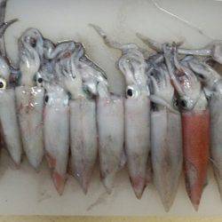 ケンサキ爆釣！