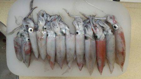 ケンサキ爆釣！