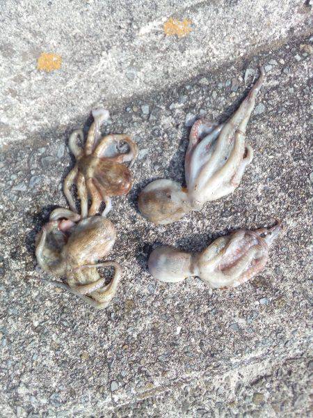 タコって地合があるの？