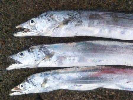 阿南市の辰巳でタチウオテンヤ