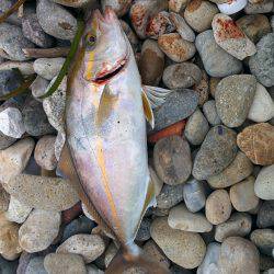 シオが３匹釣れました❗