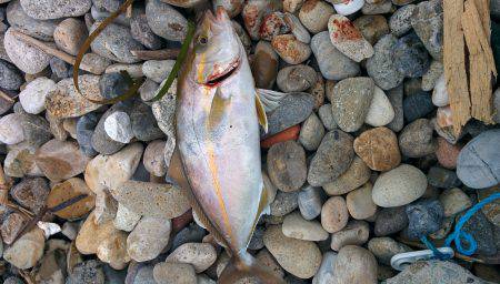 シオが３匹釣れました❗