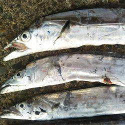 阿南市の辰巳でタチウオとカマス