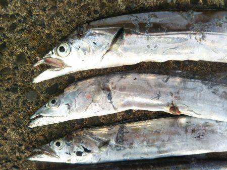 阿南市の辰巳でタチウオとカマス