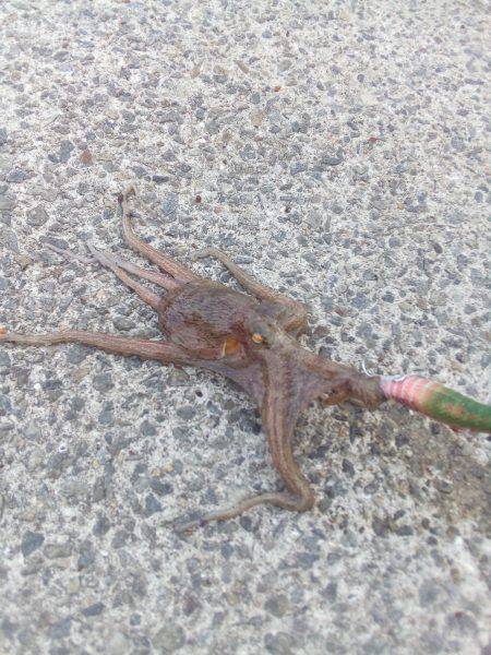 明日からお盆、タコ釣りは今日で一段落。