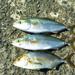 阿南市の淡島突堤でツバスとシオ